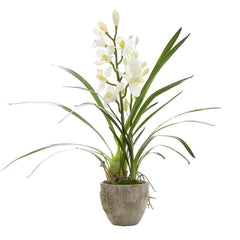 Cymbidium Orchid In Pot 80Cm