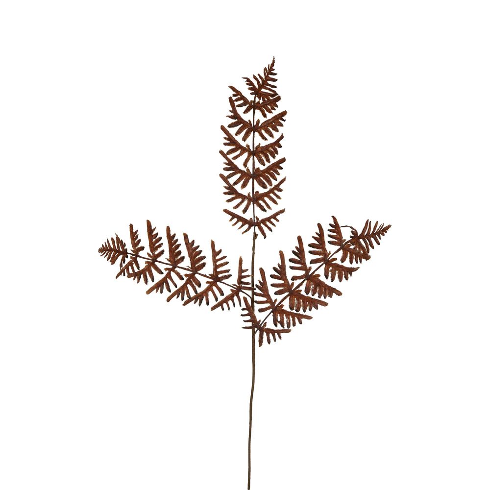 Dried Fern Leaf Stem Natural