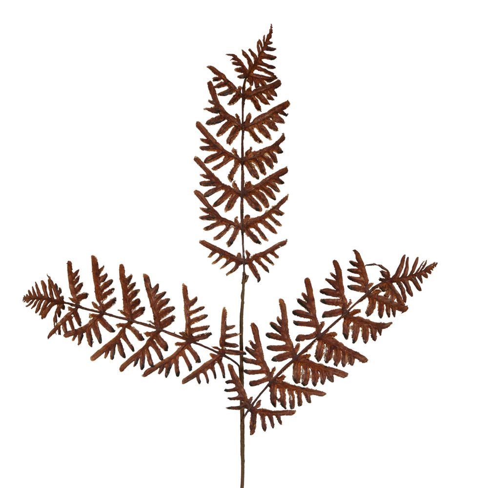 Dried Fern Leaf Stem Natural