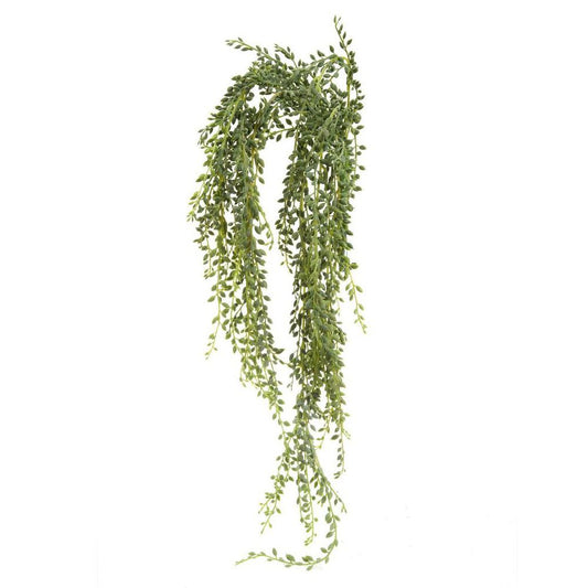 Senecio Succulent Hanging 90Cm