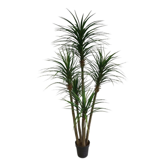 Yucca Tree In Black Pot 180Cm