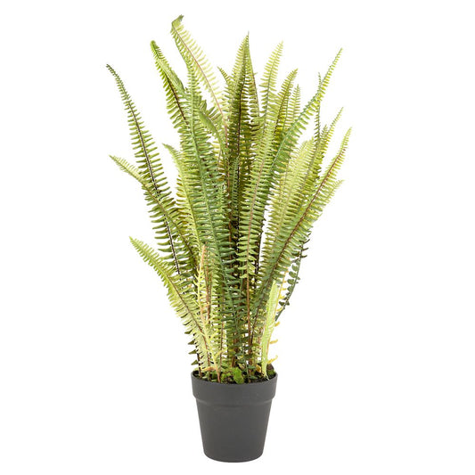 Fern Mountain In Pot 76Cm