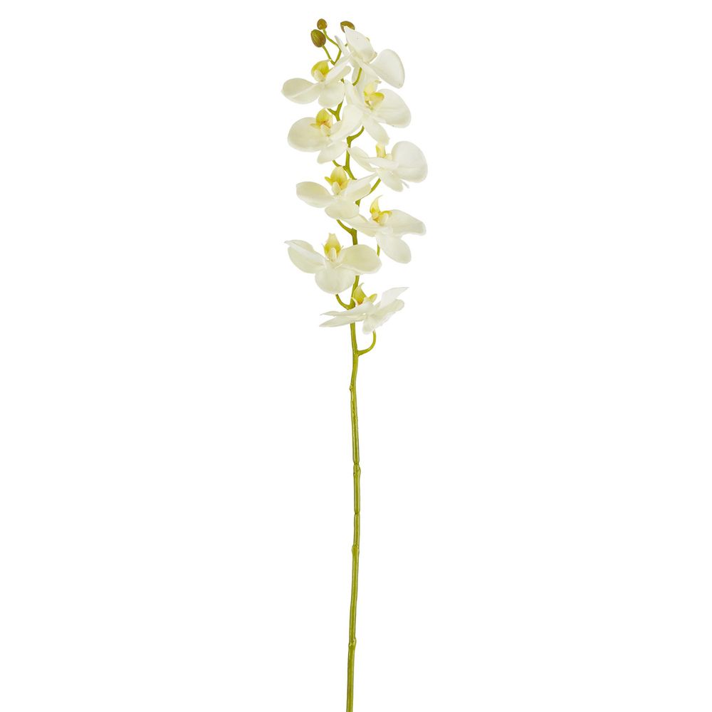 Large Moth Orchid Natural Touch Stem White