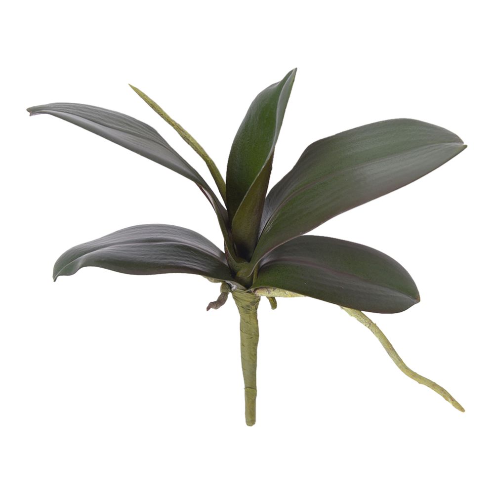 Phalaenopsis Orchid Leaf Green 30Cm