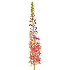 Eremurus Foxtail Stem 107Cm Pink