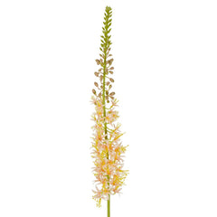 Eremurus Foxtail Stem 107Cm Peach