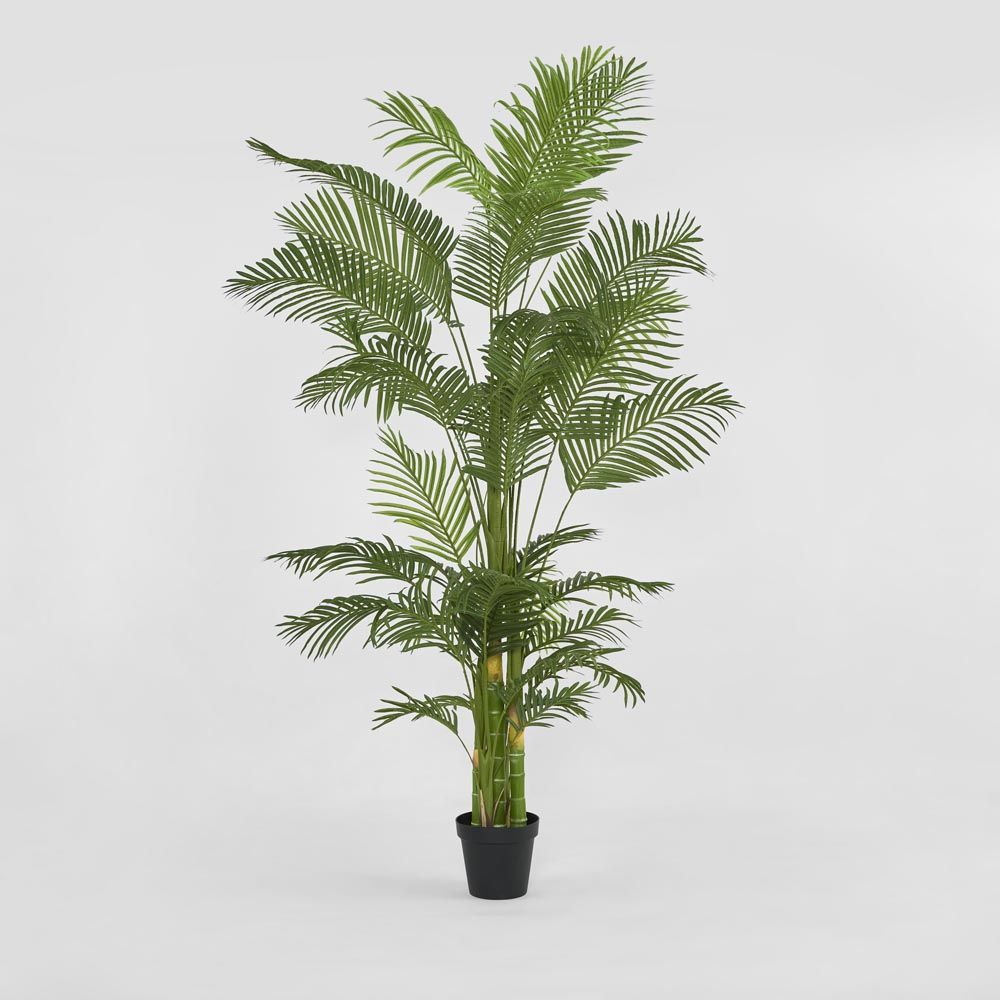 Real Touch Palm Tree In Black Pot 210Cm