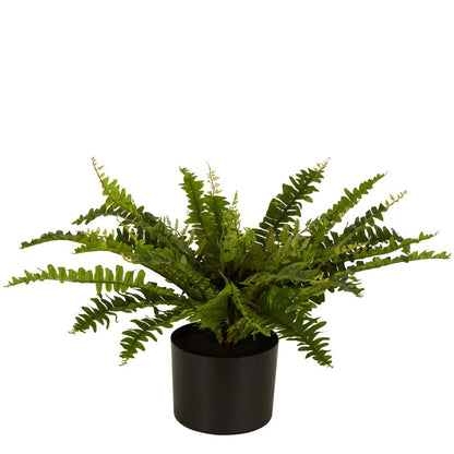 Boston Fern In Black Pot Small