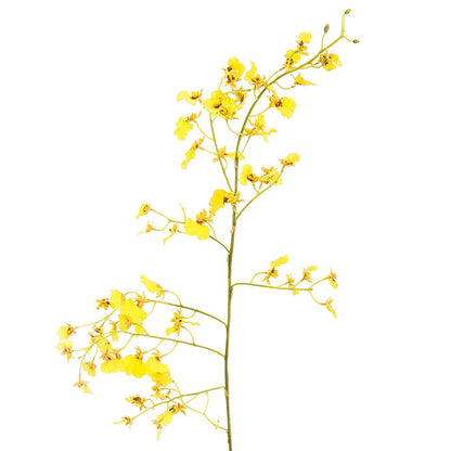 Dancing Orchid 93cm Yellow