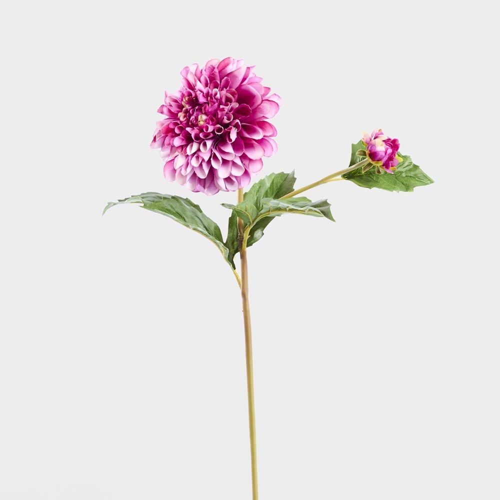 大丽花短茎50Cm紫色