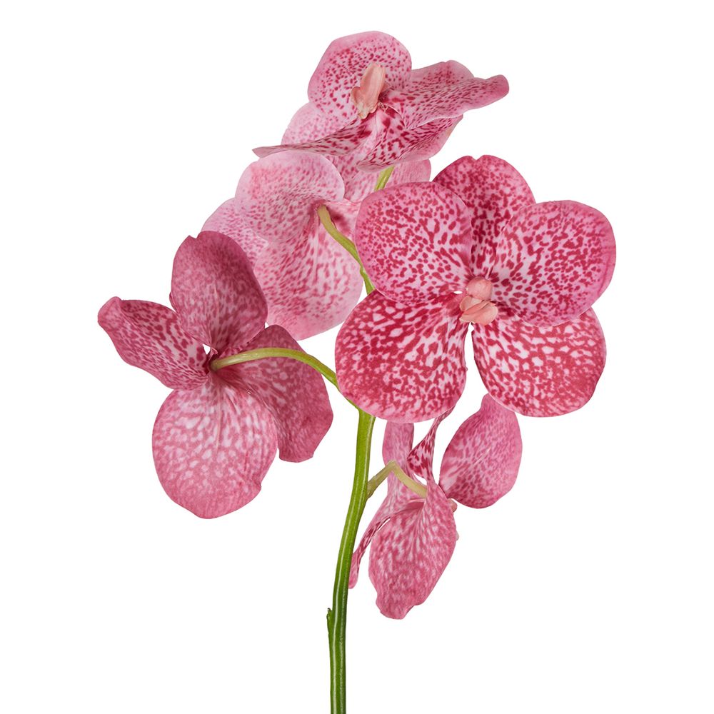 Vanda Orchid Stem 66cm Pink