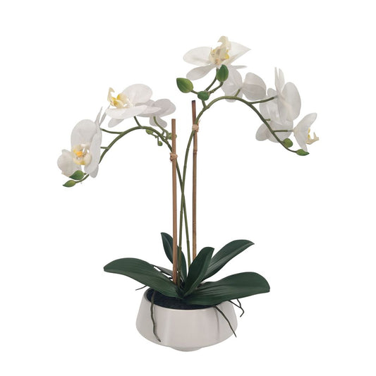 White Orchid In White Pot Medium