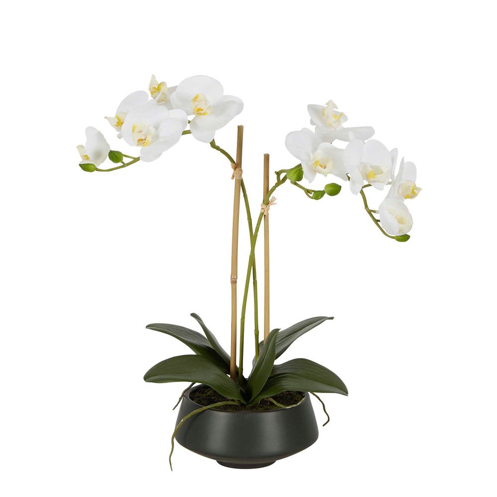 White Orchid In Black Pot Medium