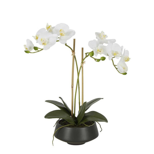 White Orchid In Black Pot Medium