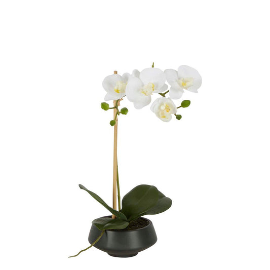 White Orchid In Black Pot Small