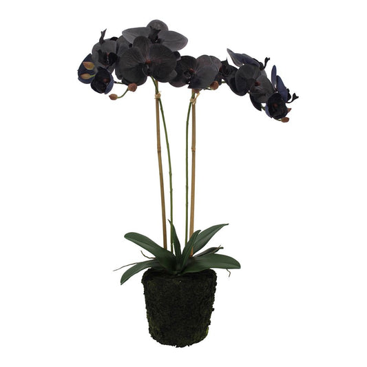 Black Orchid In Mud Moss Base Large