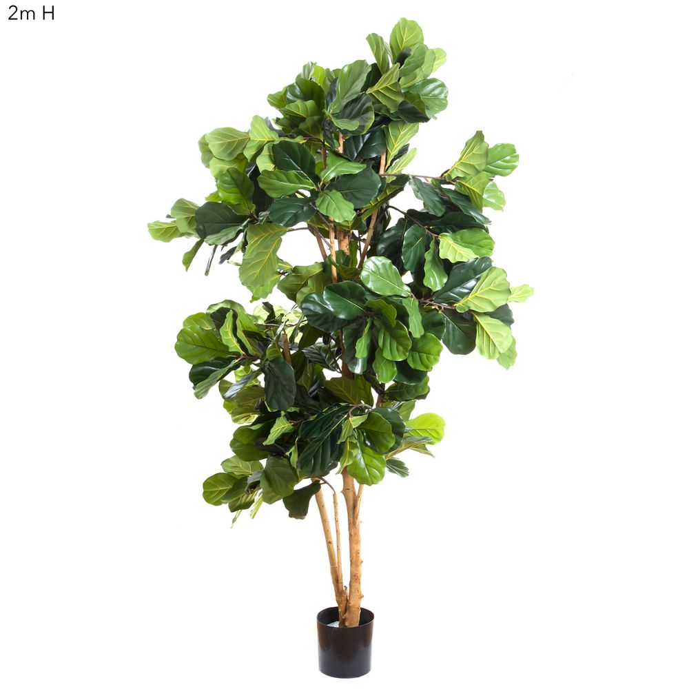 Fiddle Leaf Tree 2M