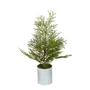 Potted Pine Tree In Tin Small