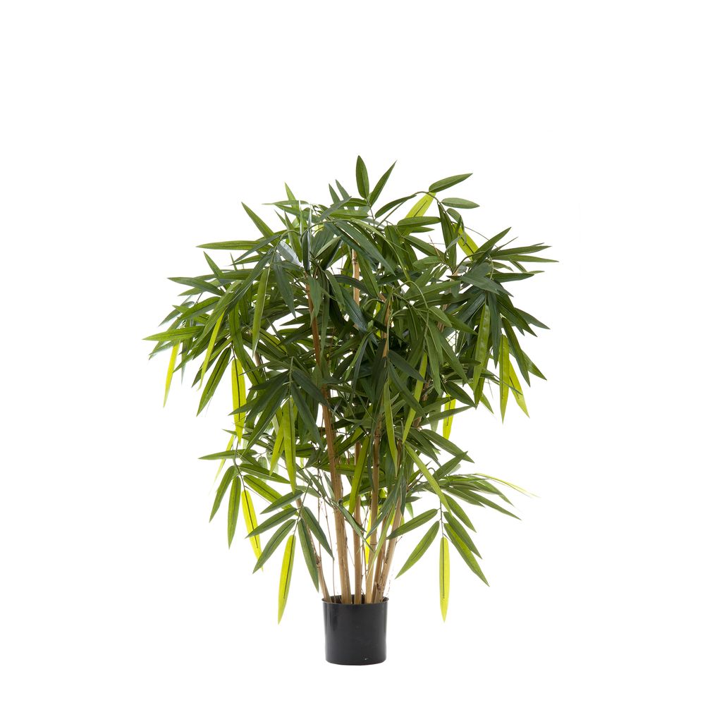 New Bamboo Tree 1M