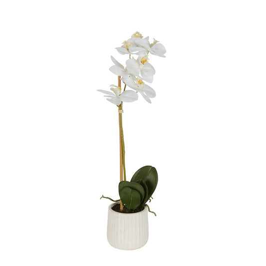 Orchid In Ceramic Pot 50Cm White