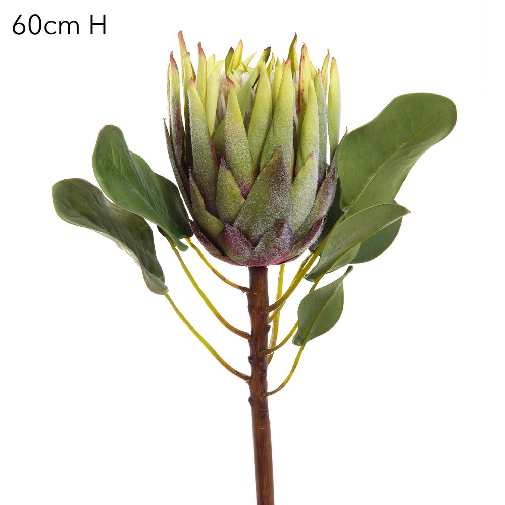 King Protea 60Cm Green