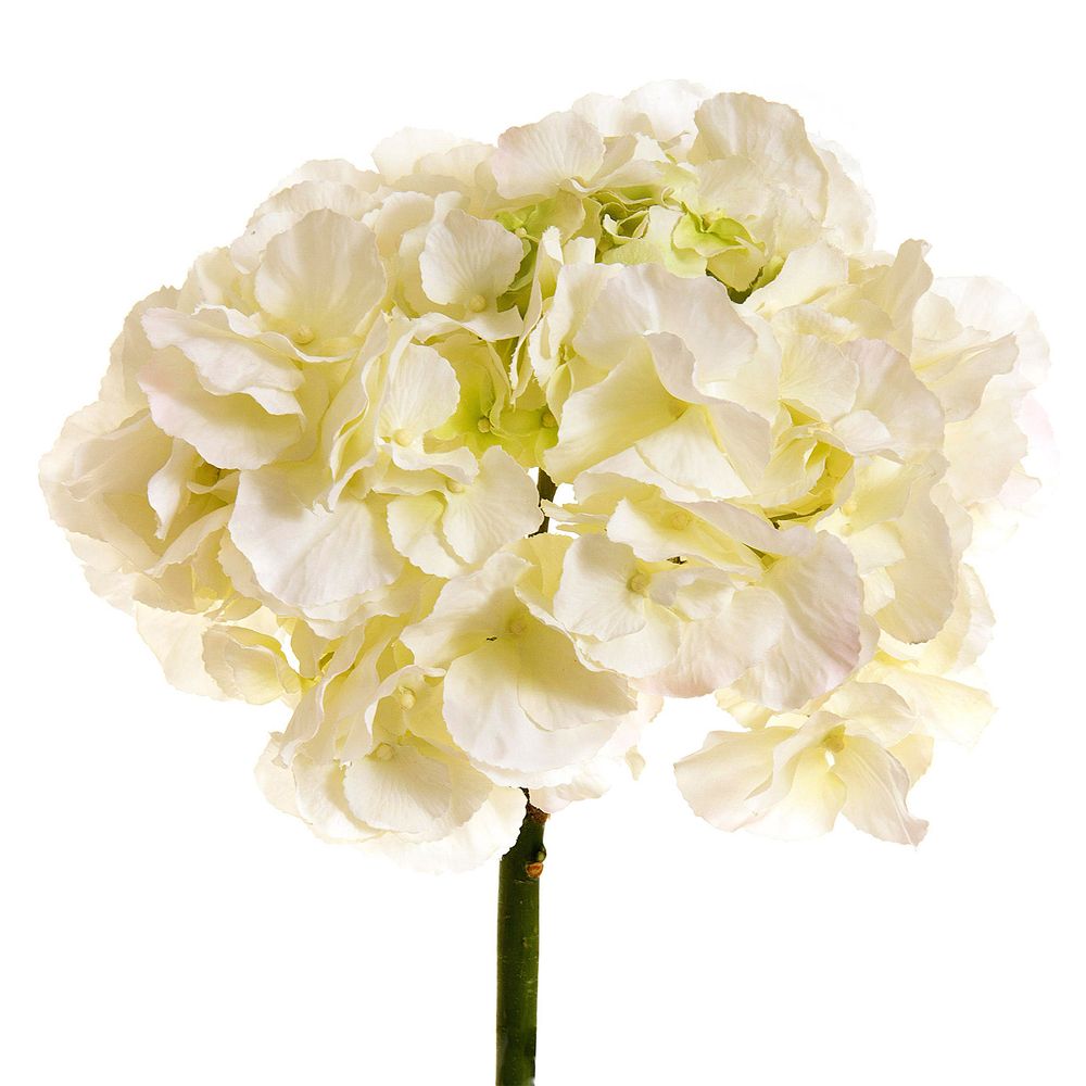 Hydrangea 50cm White