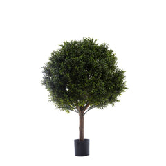 Boxwood Ball Tree 85Cm