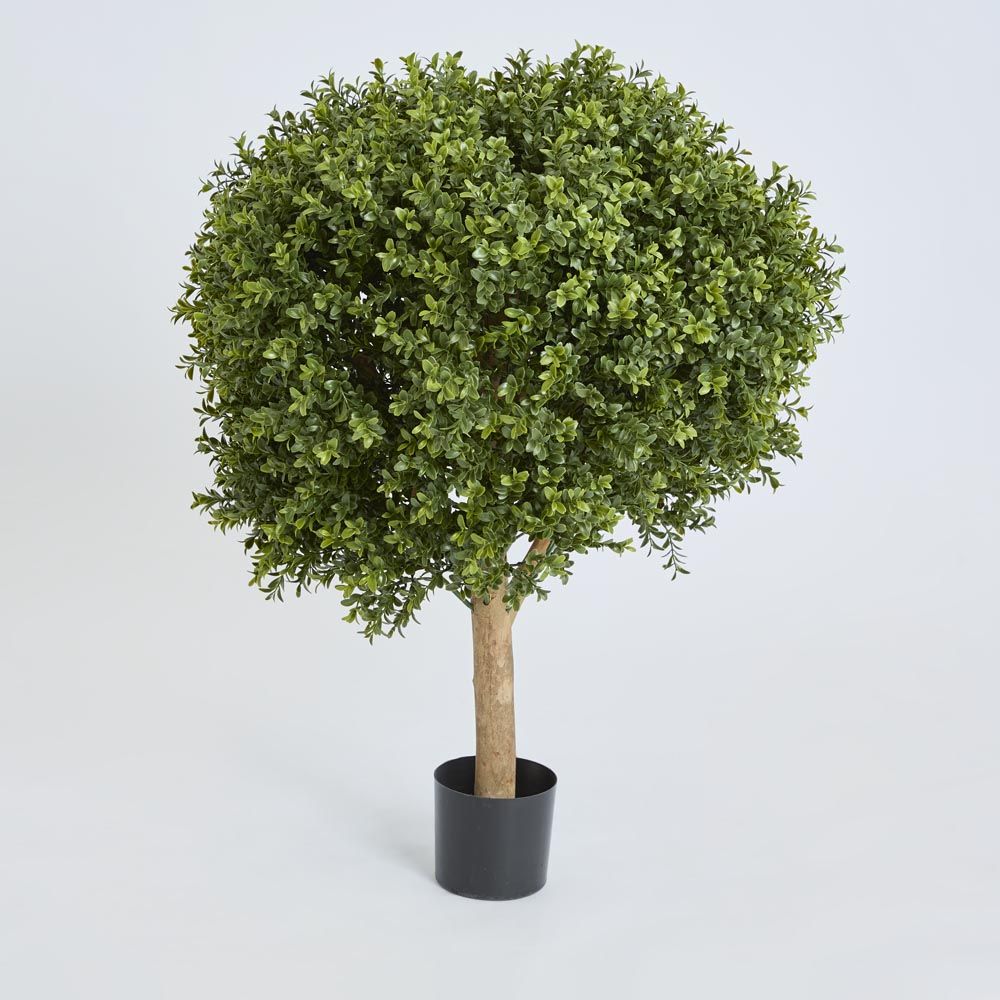 黄杨球树85Cm