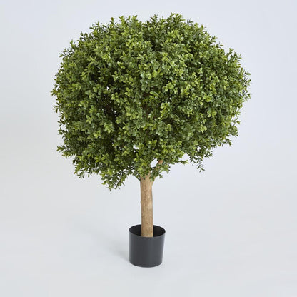 黄杨球树85Cm