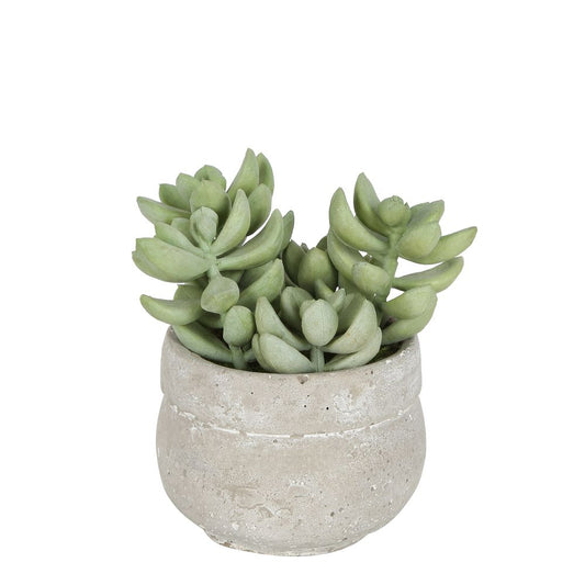 Succulent In Ceramic Grey Pot Green 12Cm