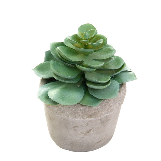 Succulent In White Pot 11Cm Green