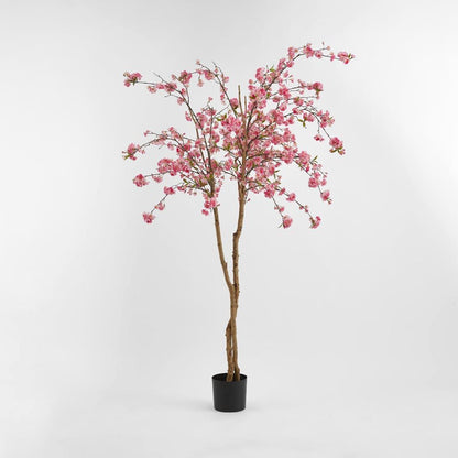 樱花树150厘米