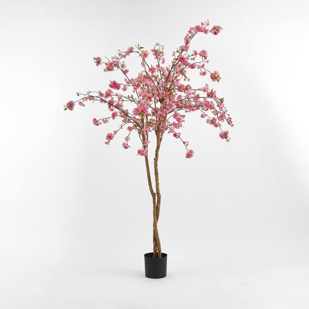 樱花树150厘米