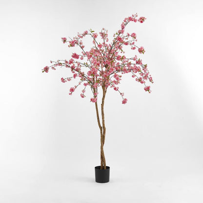 樱花树150厘米