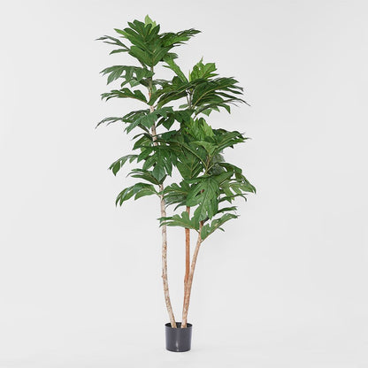 菠萝蜜树 155厘米