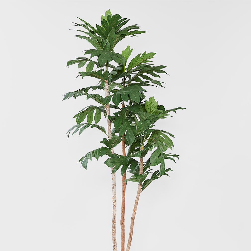 菠萝蜜树 155厘米