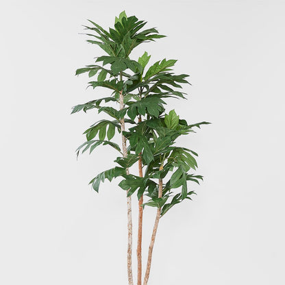 菠萝蜜树 155厘米
