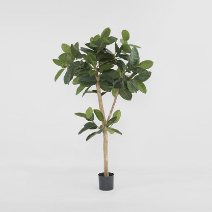橡胶树155Cm