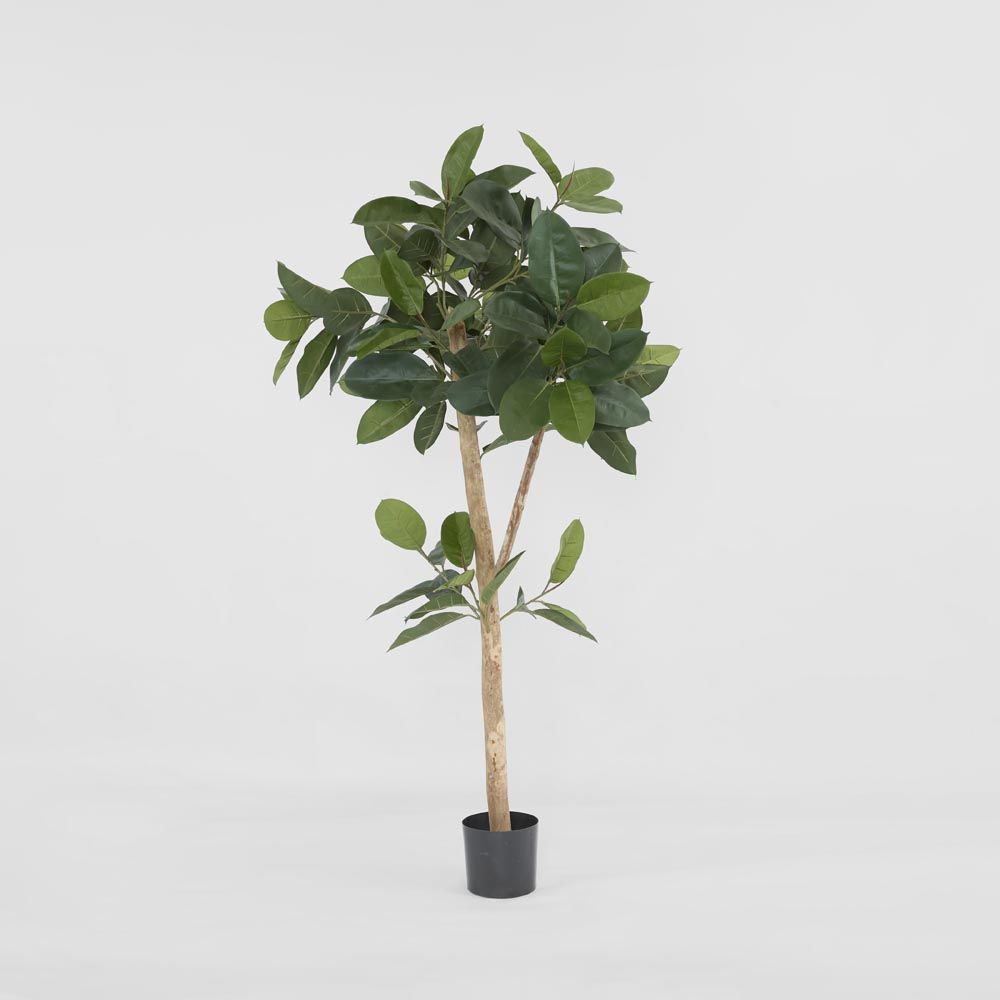 橡胶树155Cm