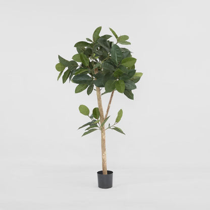 橡胶树155Cm