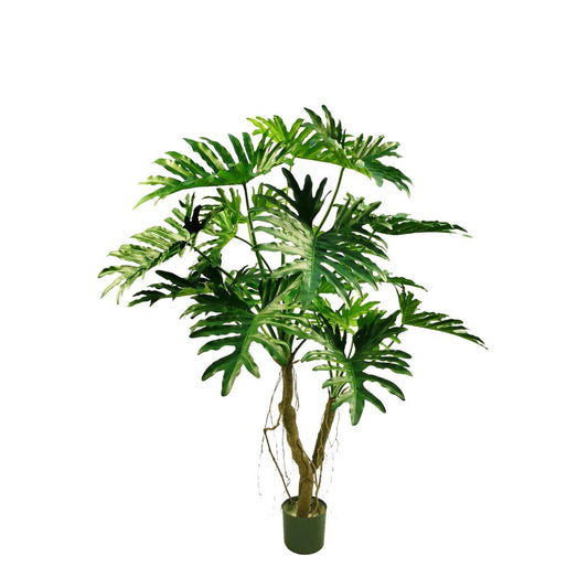 Philodendron Selloum Tree 140Cm