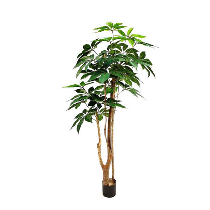 伞树150Cm