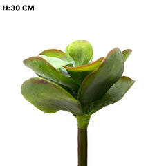 Flapjack Succulent 30Cm