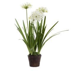 Agapanthus In Paper Pot White