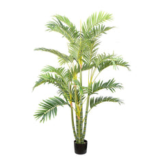 Areca Palm Multi Trunk 1.5M