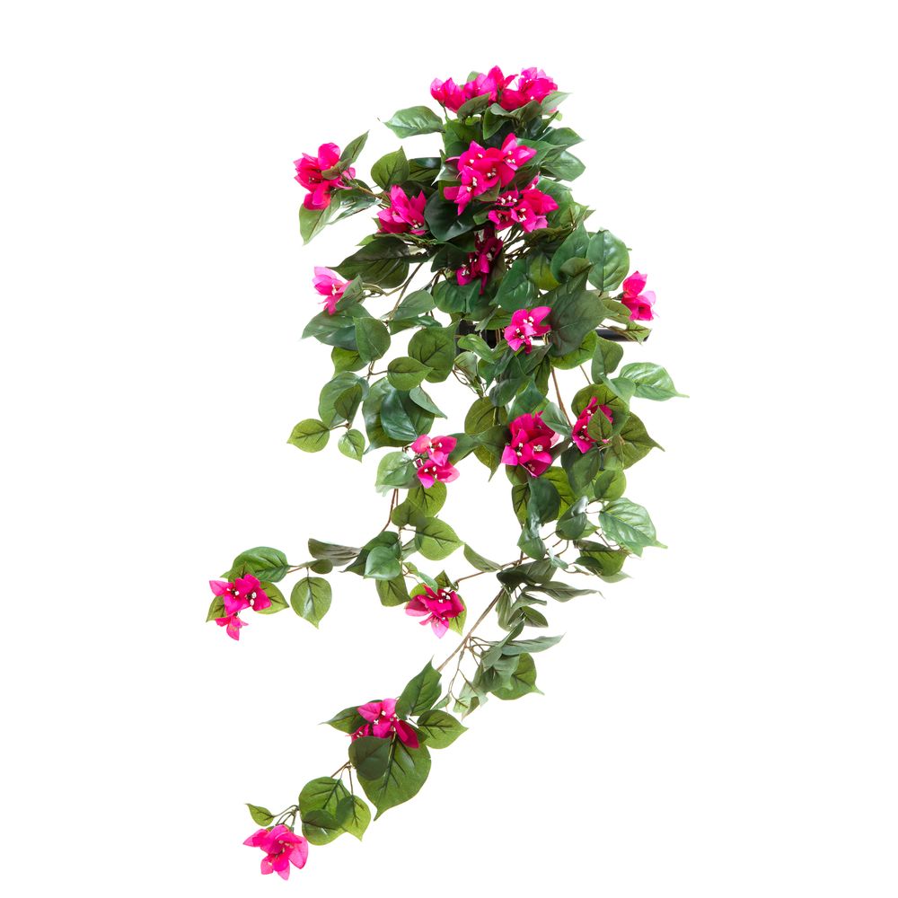 Bougainvillea Bush 90Cm Magenta