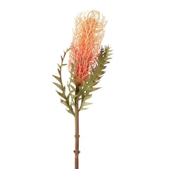 Dried Look Banksia Stem 75Cm Peach