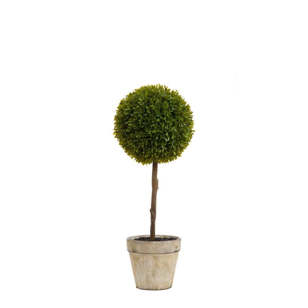 Boxwood Topiary 60Cm