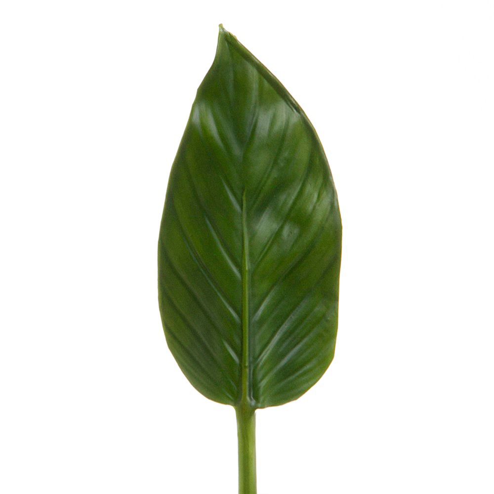 Colocasia Leaf 48Cm Green