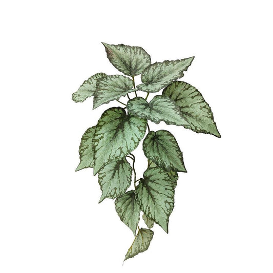 Hanging Caladium Bush 65Cm